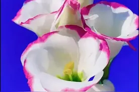 春天，因鲜花而精彩；鲜花，因盛开而美丽图片