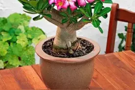 园艺师给大家介绍10种适合室内养的花卉盆栽，花开富贵四季平安图片