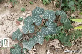 南瓜种植结得少？6个管理技巧，手把手教你夺高产图片