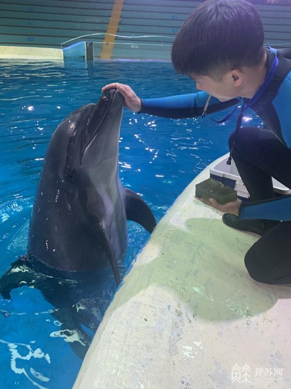 花胶螺旋藻 2025年螺旋藻和蜂胶哪个对胃好