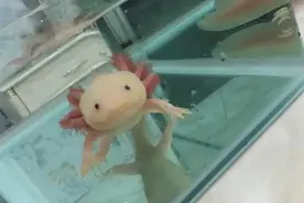 六角龙竟有再生能力，断手臂可再生，会不会成为残障人士的福音？图片