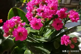 6种花不喜欢晒太阳，夏天要注意遮阴，不然黄叶烂根，剩个空盆图片