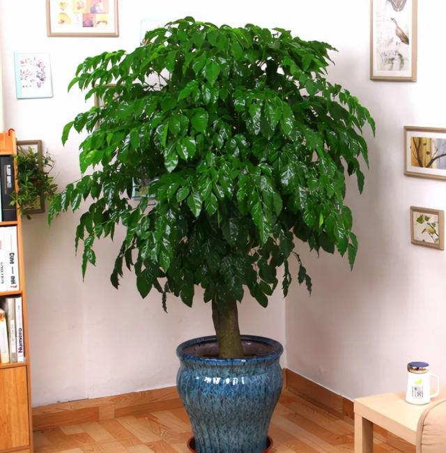 "富不富,家中树",适合盆栽的5种吉利树,健康还有"好运气"(树代表什么