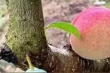 李子树上为啥也能结桃子图片