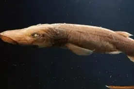 啃咬大白鲨和虎鲸，咬破美军舰艇，来自深海的达摩鲨有多恐怖图片