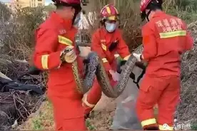 深圳一工地挖出三条蟒蛇，一条已逃跑，不建议追捕，另两条被捕捉图片
