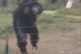 网红猩猩扔矿泉水瓶，将围观游客眉眼砸伤手机砸坏，工作人员表示猩猩“正当防卫”图片