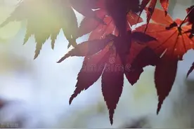 人为什么活着---宇宙第一定律告诉你答案图片
