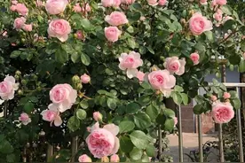 月季“灰姑娘”——四季版粉龙，花开似海，风景优美，来看看图片