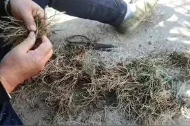 “韭菜不倒根，叶子瘦成针”倒根的时间及方法图片