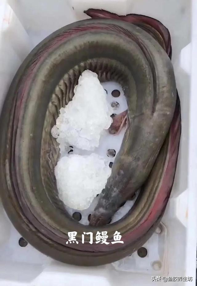 黄鳗鱼胶的功效与作用 2026年黄鳗鱼胶的功效与作用是什么