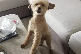 慢性胰腺炎狗狗复发再治疗康复记图片