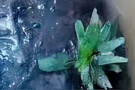 江西惊现神秘大墓，46位妙龄少女裸体陪葬！尸骨历经千年生“花”图片
