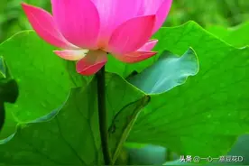 七言诗 行善积德图片