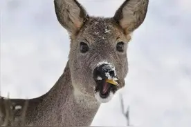 傻狍子真的不傻！被打了也要回头看的狍子，其实有高超的生存智慧图片
