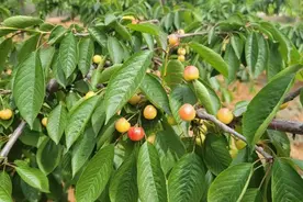 这里有一份樱桃采摘攻略！赶紧戳进来→图片