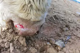 牛口蹄疫是怎么引起的？牛得口蹄疫是什么症状？咱们这样治就行！图片