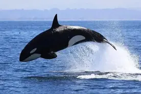 都说“一鲸落，万物生”你知道为什么这样说吗？图片