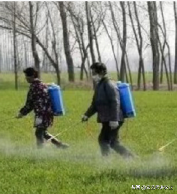 答粉丝问：小麦弱苗、黄苗用什么营养药！「农艺师讲农业」