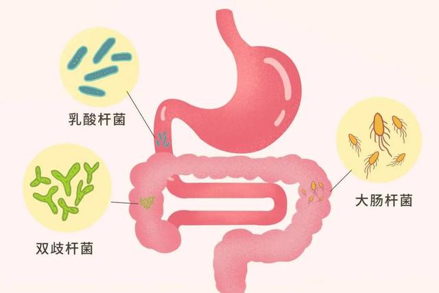 带您认识生活在我们肠道中的常见微生物“居民”