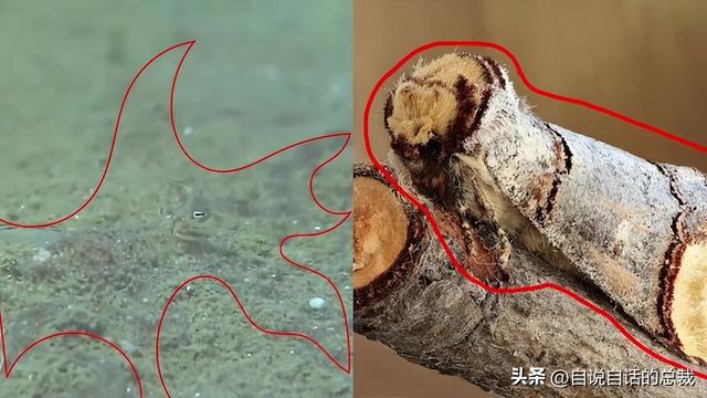 熊猫：真实存在的上古恐惧，为什么只有人类觉得大熊猫很可爱？