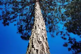 做自己信念的主人： 一个听障女生的逆转人生图片