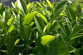 ​肉桂茶是什么茶种？图片