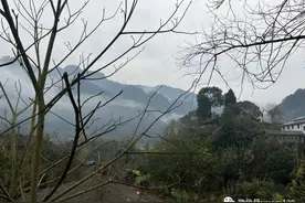 沅陵大山里有一只深情的布谷鸟图片