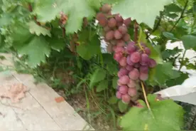 葡萄如何种植（四）图片