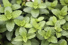 29种薄荷，你认识几种？图片