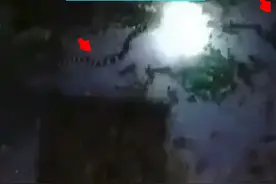 惠州男子夜钓时竟被银环蛇包围，网友：生死一线间图片