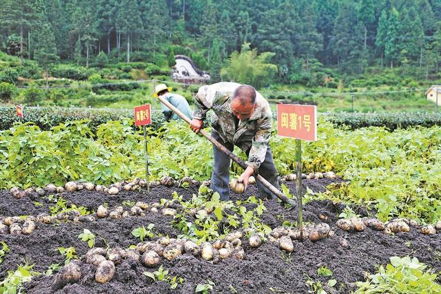 “闽薯家族”喜添新成员