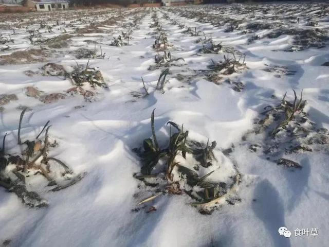 食叶草氨基酸多肽精蛋白与大健康产业