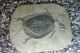 4700万年前，两只乌龟正在交配，结果变成化石，如今被人围观图片