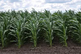 养牛羊制作青贮饲料的方法和技巧是什么?图片