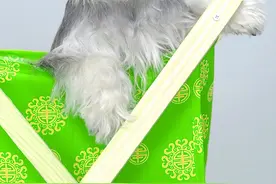 小狗尾巴掉毛像有癣怎么办？图片