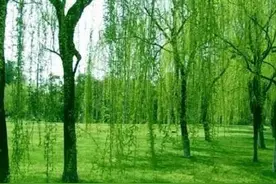 杨柳依依展柔情，杨柳绿韵醉春烟图片