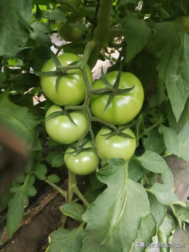 水溶肥的分类标准