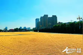 金秋玉米丰收图片