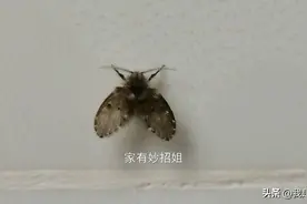 卫生间到处都是小飞虫？教你一招，虫子虫卵全去除，试试！图片