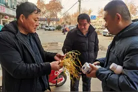 农民返乡过年，发现田间小麦枯黄严重，想撒化肥缓解，可行吗？图片