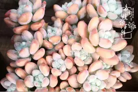 冬已至，风起肉美人欢愉图片