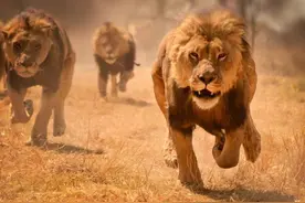 非洲大陆上两头凶恶的食人雄狮，进化至无鬃毛，吃到铁路工人罢工图片