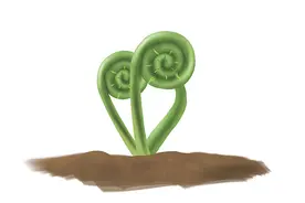 作为唯一的“癌症蔬菜”，蕨菜吃多了真的致癌吗？听听医生怎么说图片
