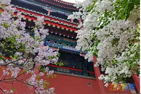 丁香花开香满城 | 京城这6个地方最值得去赏图片