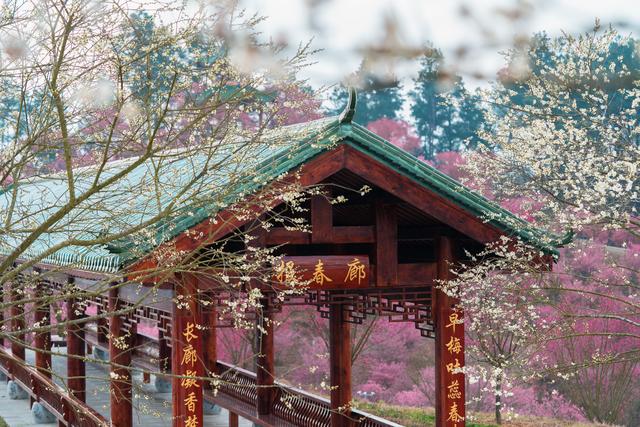 ​破局“淡季不淡”！贵州梅园全力打造冬季文旅新爆点