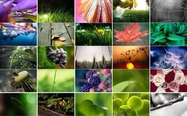 莲清世家---产品介绍