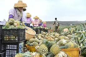 销往日本的台湾凤梨屡见“黑心”，传供过于求价格暴跌剩七分之一图片