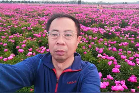 安徽亳州万亩芍药开放了图片