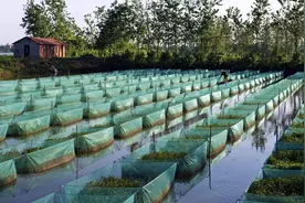 蚂蟥被人不小心吃进肚子里，它还会在人体内长期存活？图片